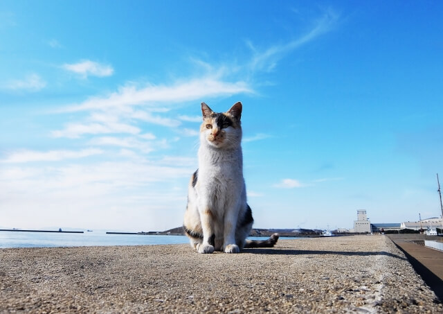 ペット火葬・ペット葬儀の種類①