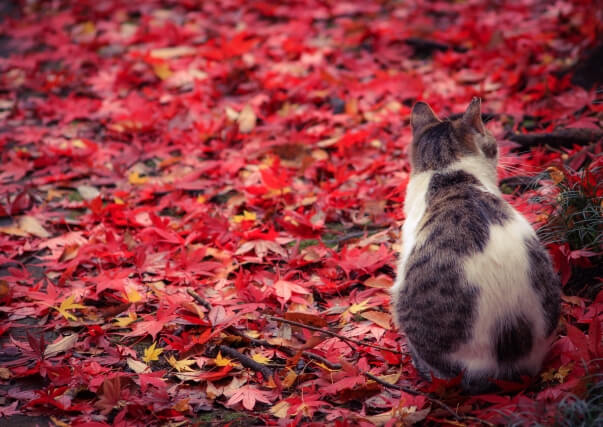 猫の葬式をご検討中の方はお気軽にご相談を