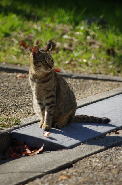 猫の火葬・葬儀の後、お骨をどうしますか？