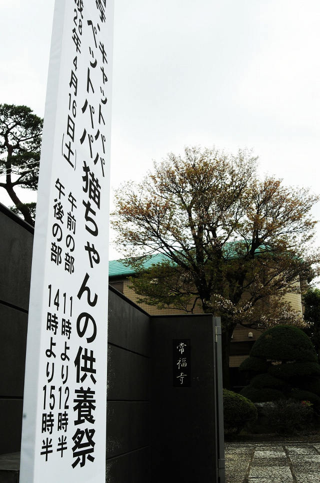 猫ちゃんの供養祭をご存じですか？