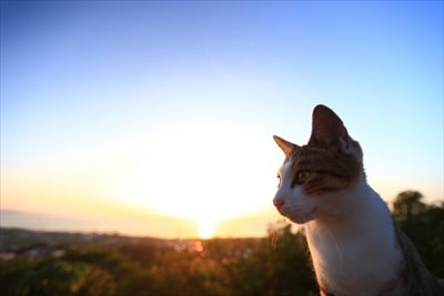 猫の葬式・火葬を東京(世田谷・杉並・目黒・練馬・武蔵野・三鷹・中野・新宿・渋谷・港区・中央区・大田・品川・板橋・豊島・文京・江東)で依頼するなら