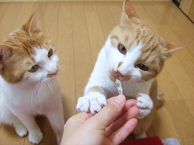 同居犬・猫もペットロスになる