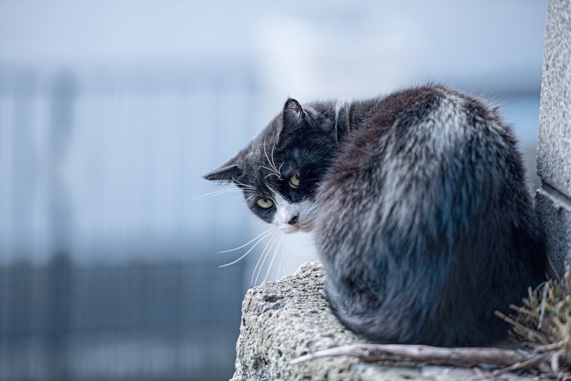 愛する猫やペットを失った“悲しみ”は自然なもの