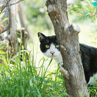 地域猫ちゃん・野良猫ちゃん　お別れプラン