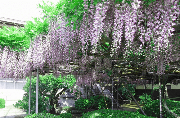 花穂が美しい藤棚